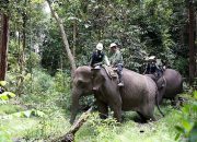 Kapolda Riau Selidiki Kasus Gajah Tanpa Kepala dengan Investigasi Ilmiah