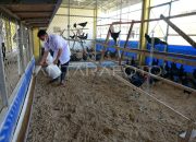 Kota Malang Jadi Pusat Pengembangan Benih Ayam Nasional