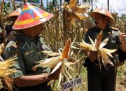 Sekadau Berupaya Mencapai Swasembada Pangan pada 2026 dengan Memanfaatkan Lahan Tidur