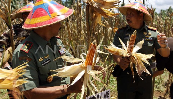Sekadau Berupaya Mencapai Swasembada Pangan pada 2026 dengan Memanfaatkan Lahan Tidur